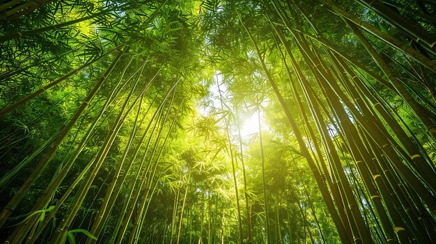 Guardando il lussureggiante baldacchino verde di una foresta di bambù la luce solare si filtra attraverso le foglie creando un disegno macchiato sul terreno