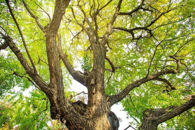 Guardando l'albero Vista ad angolo basso