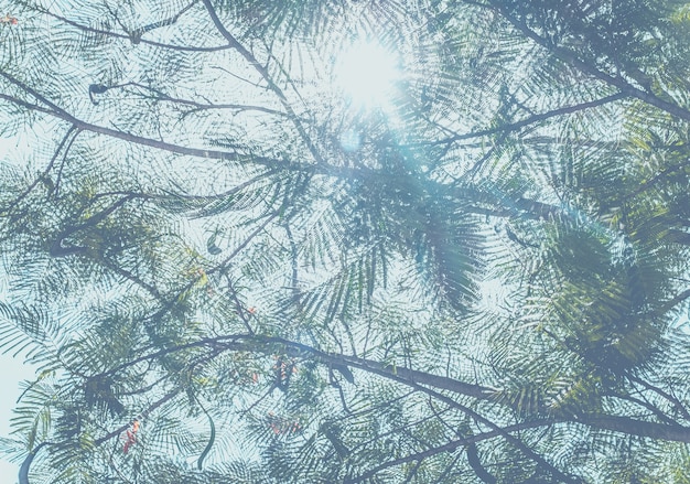 Guardando sole dietro il ramo dell&#39;albero con il cielo