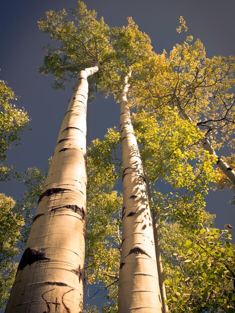 Guardando un baldacchino di foglie gialle, formate da alberi di pioppo tremulo in Colorado.