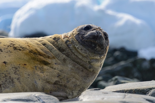 Guarnizione di pelliccia da vicino