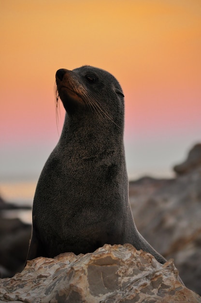 Guarnizione di pelliccia nel tramonto