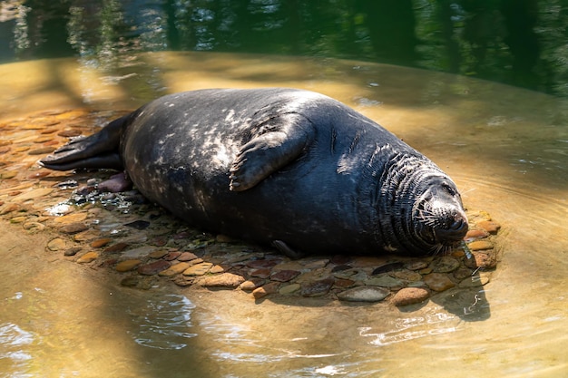 Guarnizione grigia Halichoerus grypus incagliata e riscaldata al sole in primo piano