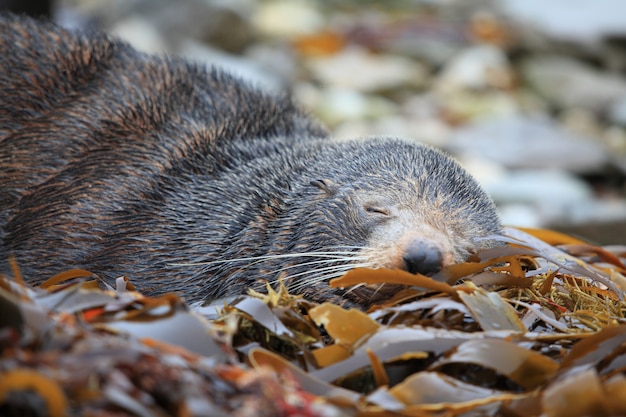 Guarnizione selvaggia che dorme alla colonia di foche costiera in Kaikoura Nuova Zelanda