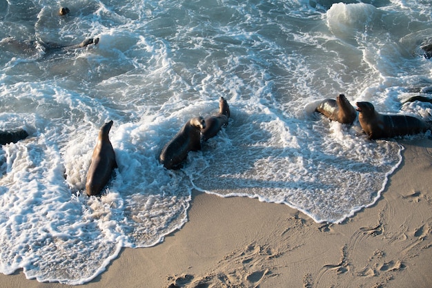 Guarnizioni di pelliccia del capo. Concetto di fauna selvatica con leoni marini.