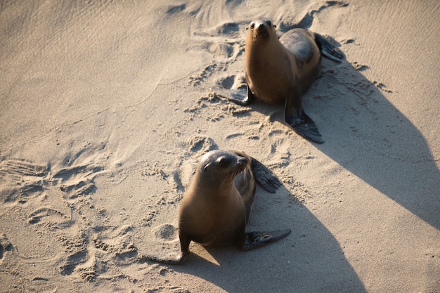 Guarnizioni di pelliccia sulla riva rocciosa della spiaggia. Arctocephalus forsteri. Sigillo di pelliccia nel ritratto di sabbia.