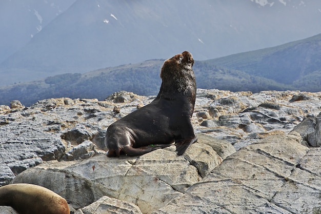 Guarnizioni nel canale di Beagle, Ushuaia, Terra del Fuoco, Argentina