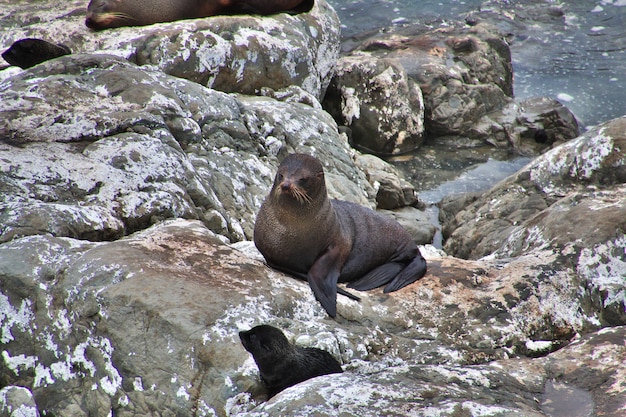 Guarnizioni nel Pacifico, Kaikoura, Nuova Zelanda