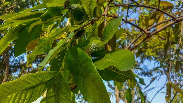 Guava su un albero con uno sfondo di cielo blu senza nuvole