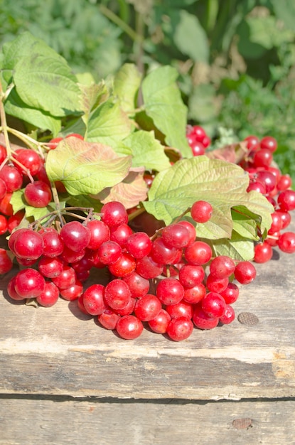 Guelder rosa bacche o legno freccia su un tavolo di legno