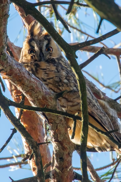 Gufo comune seduto su un albero (Asio otus)