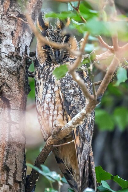 Gufo comune seduto su un albero (Asio otus)