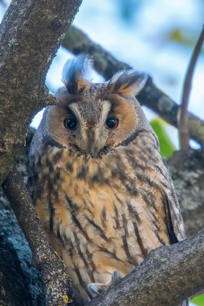 Gufo comune seduto su un albero Asio otus