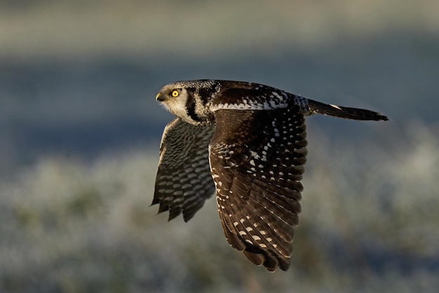 Gufo di falco settentrionale Surnia ulula