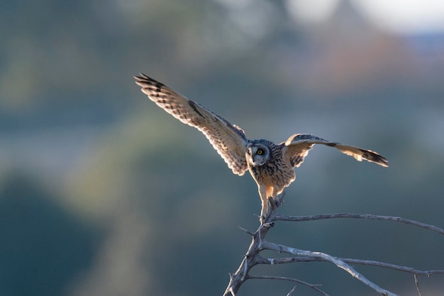 Gufo di palude Asio flammeus Malaga Spagna