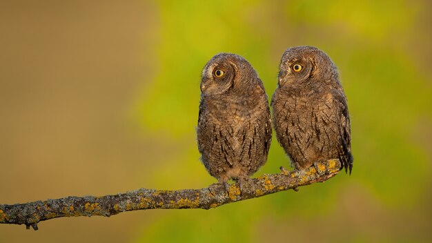 Gufo euroasiatico di scops che osserva da parte per copiare lo spazio in bianco nella natura di primavera