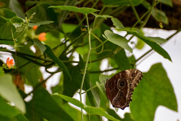 Gufo Farfalla Caligo Memnon