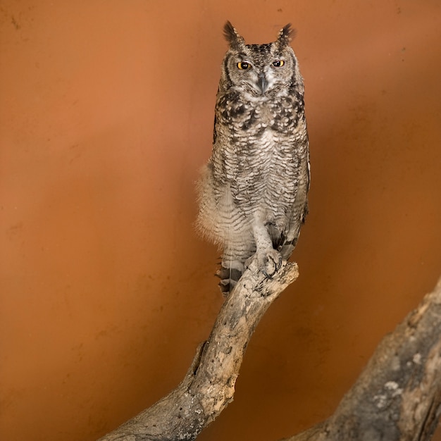 Gufo in uno zoo africano