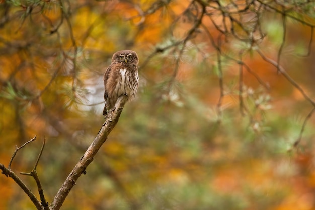 Gufo pigmeo euroasiatico che si siede su un ramo nella foresta variopinta di autunno