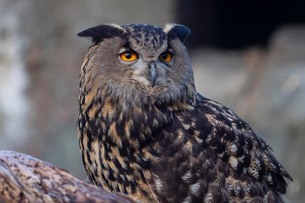 Gufo reale euroasiatico, Uhu o gufo reale (Bubo bubo) Stoccolma, Svezia