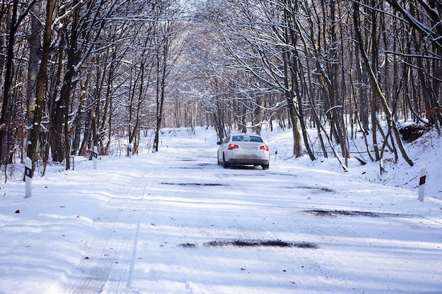 Guida in auto su una strada forestale