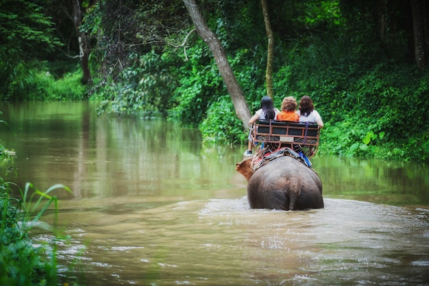 Guida turistica sugli elefanti che trekking in Tailandia