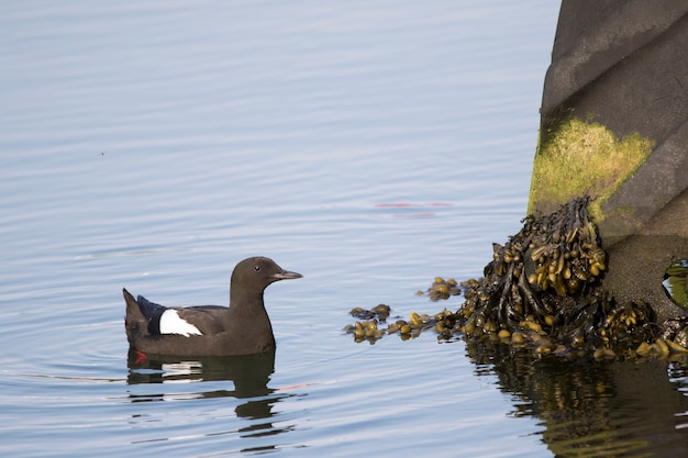 Guillemot nero!