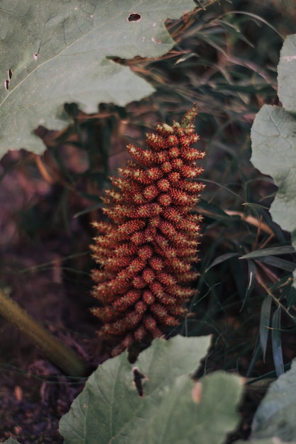 Gunnera tinctoria in natura