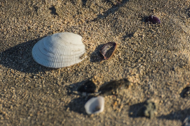 Guscio bianco sulla spiaggia sabbiosa in vacanza in egitto