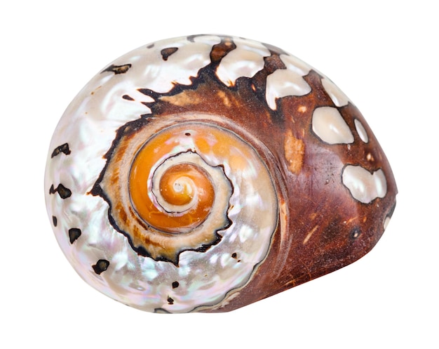 Guscio di elica di mollusco nautilus isolato su bianco