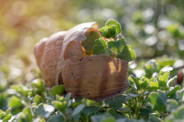 Guscio di lumaca su sfondo verde erba