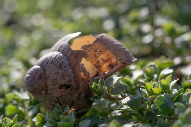 Guscio di lumaca su sfondo verde erba