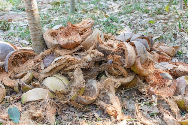 Guscio di noce di cocco