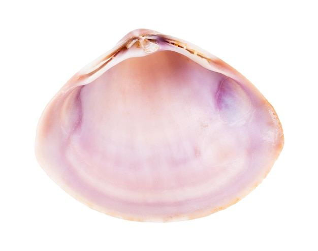 Guscio viola rosa vuoto di vongole isolato su bianco