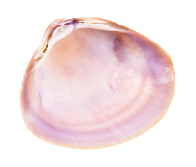 Guscio viola vuoto di vongole isolato su bianco