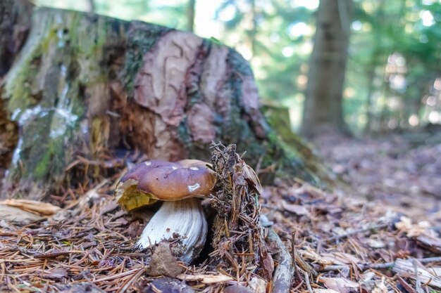 Gustoso fungo porcino tra gli aghi in autunno