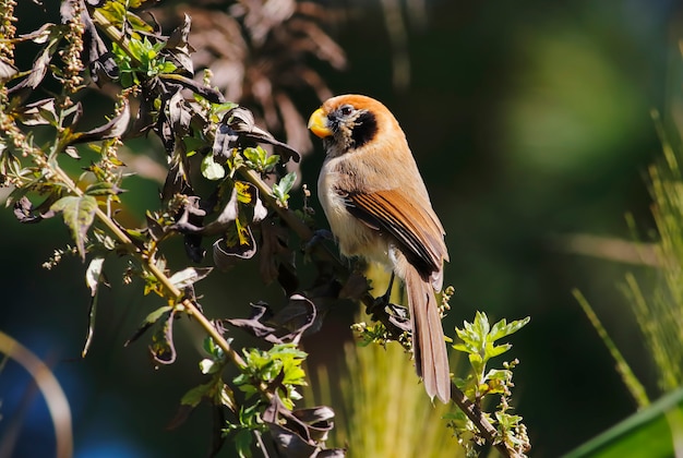 Guttaticollis di Paradoxornis di Parrotbill spot-breasted Bei uccelli della Tailandia