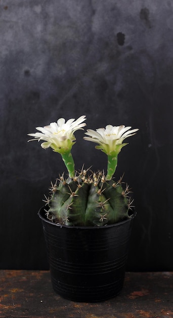 Gymnocalycium cactus con un bel fiore bianco su sfondo nero