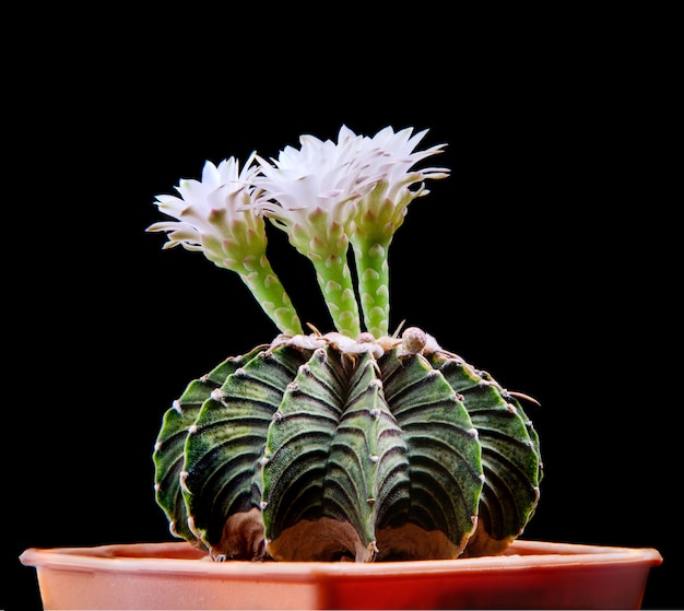 Gymnocalycium lb2178 cactus con fiore bianco che sboccia