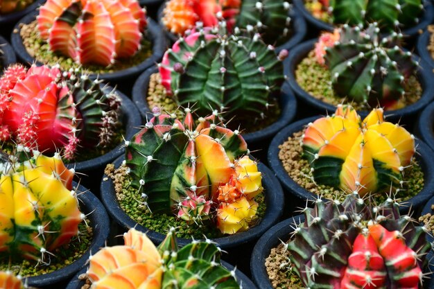 Gymnocalycium variegato colorato Gimnocalycium in una fattoria di cactus aperta