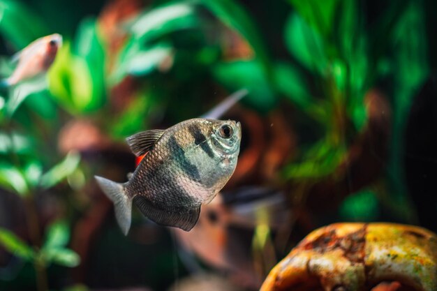 Gymnocorymbus ternetzi in un acquario tropicale