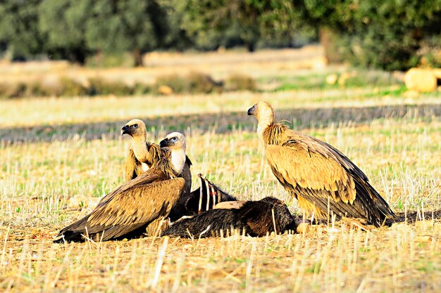 Gyps fulvus grifone una specie di uccello accipitriforme della famiglia accipitridae