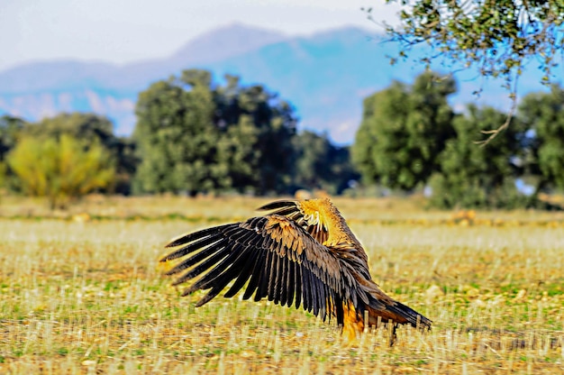 Gyps fulvus grifone una specie di uccello accipitriforme della famiglia accipitridae