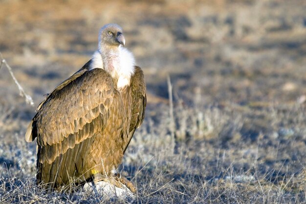 Gyps fulvus - Il grifone, è una specie di uccello accipitriforme della famiglia degli Accipitridae.