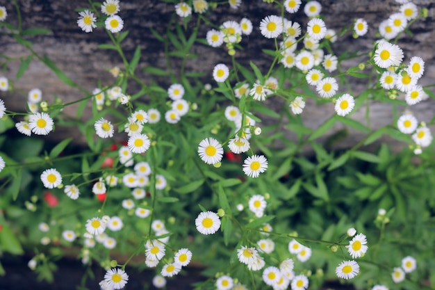 Gypsophila bianco che fiorisce nel giardino