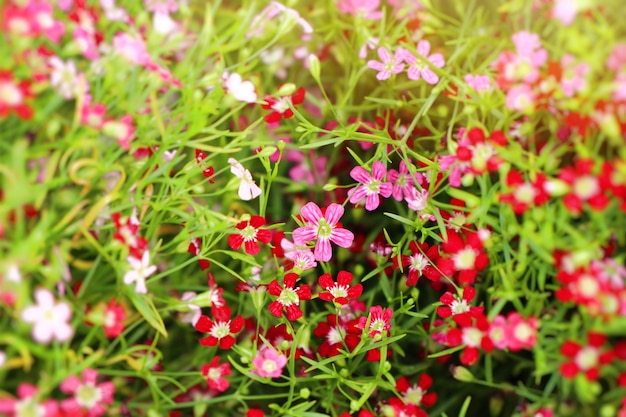 Gypsophila fiore in tropicale