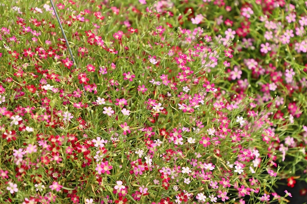 Gypsophila fiore in tropicale