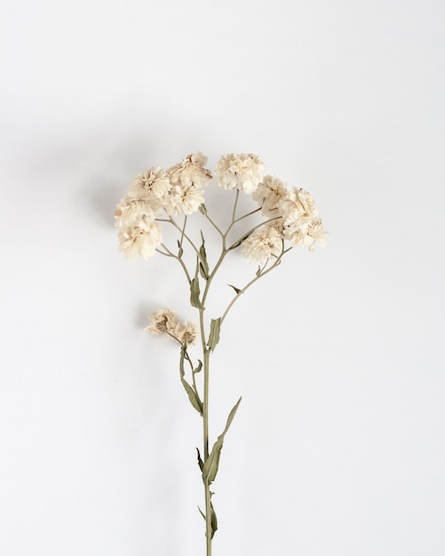 Gypsophila piccoli fiori bianchi secchi su un tavolo, vista dall'alto