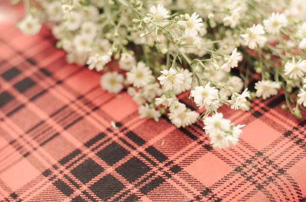 Gypsophila su scotch E l&#39;area per il messaggio pertinente.