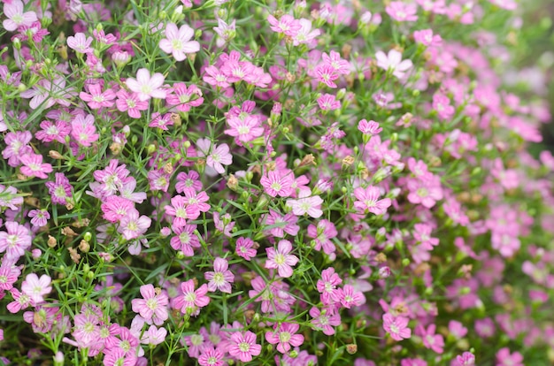 gypsophila